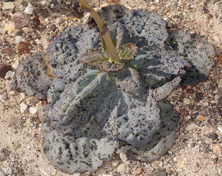 Image of parachute plant