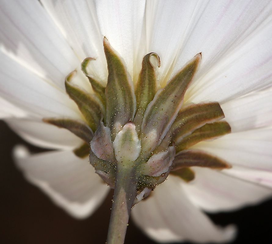 Image of parachute plant