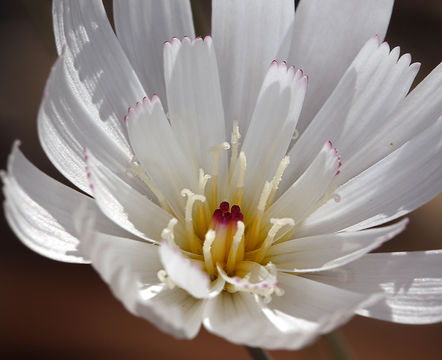 Image of parachute plant