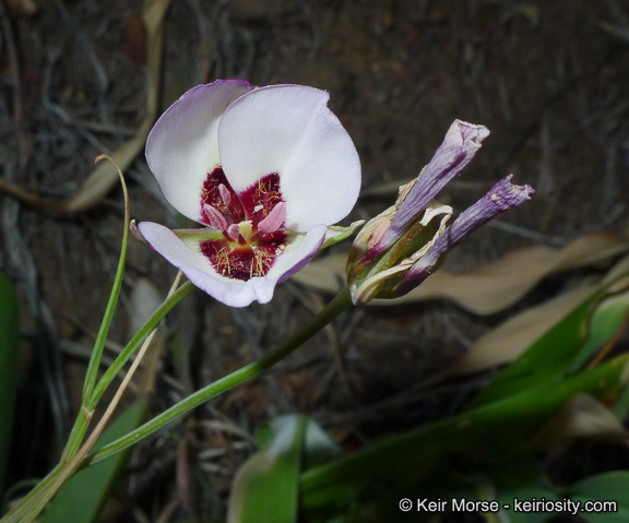 Image of Santa Catalina mariposa lily