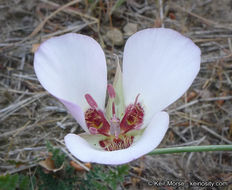 Image of Santa Catalina mariposa lily