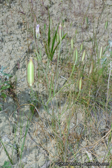 Image of Santa Catalina mariposa lily