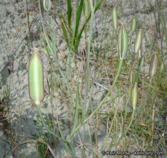 Image of Santa Catalina mariposa lily