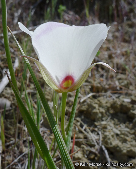 Image of Santa Catalina mariposa lily