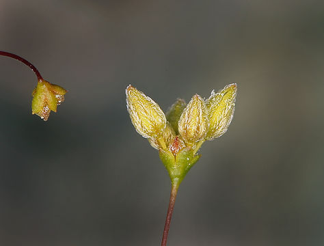 Image of Reveal's buckwheat