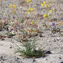 Image of pebble pincushion