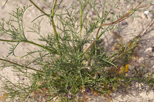 Image of pebble pincushion