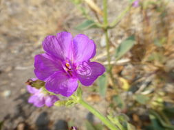 Image of Mirabilis viscosa Cav.