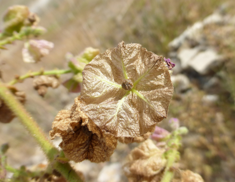 Image of Mirabilis viscosa Cav.