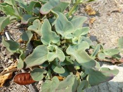 Image of Mirabilis viscosa Cav.