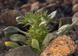 Слика од Chorizanthe rigida (Torr.) Torr. & Gray