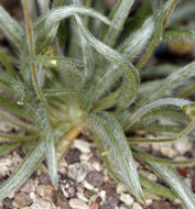 Image of blond plantain