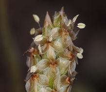 Image of blond plantain