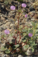 Слика од Eremalche rotundifolia (A. Gray) Greene