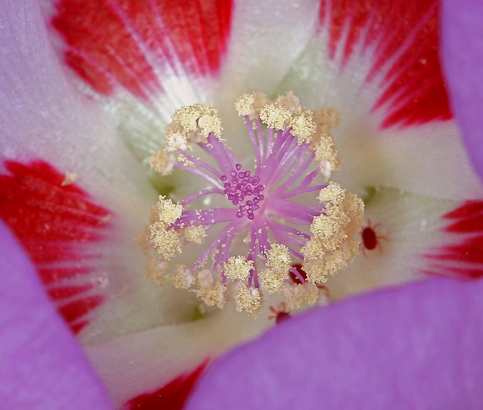 Imagem de Eremalche rotundifolia (A. Gray) Greene