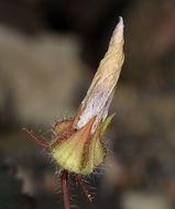 Слика од Eremalche rotundifolia (A. Gray) Greene