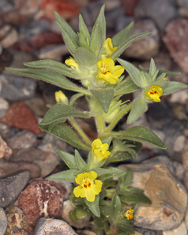 Image of <i>Mohavea breviflora</i>