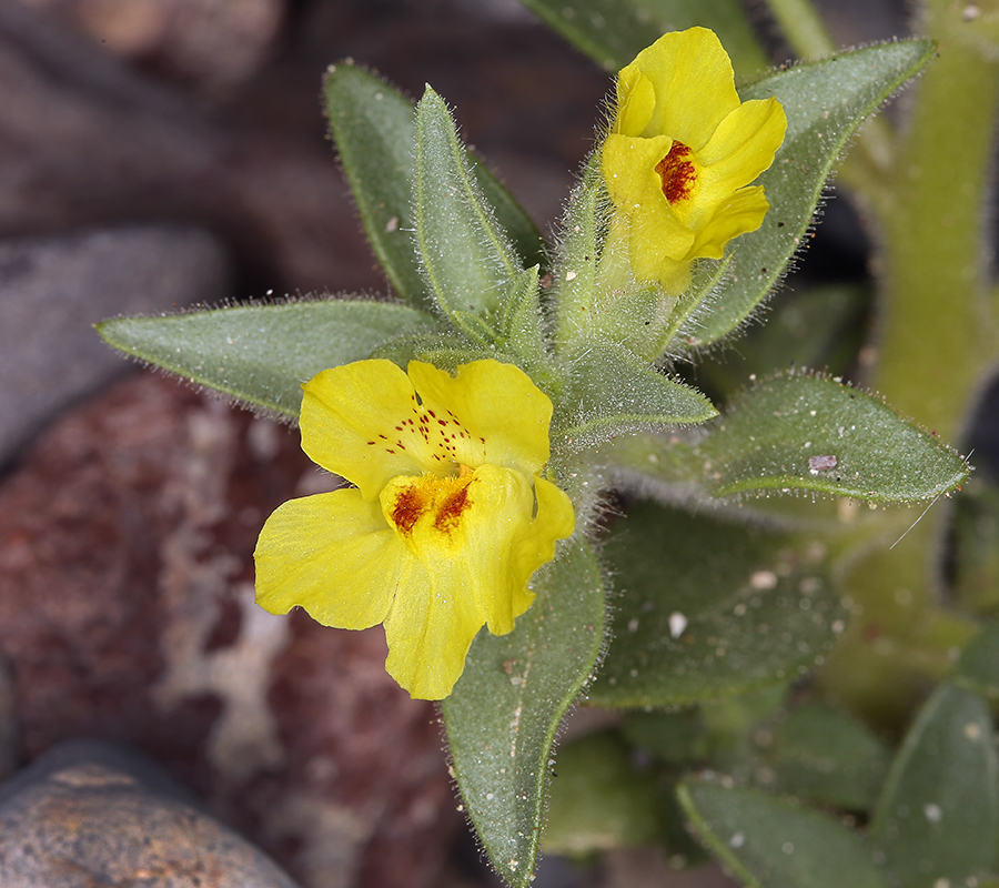 Image of <i>Mohavea breviflora</i>