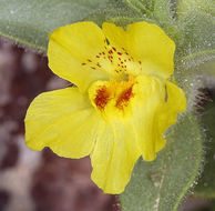 Image of <i>Mohavea breviflora</i>