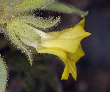 Image of <i>Mohavea breviflora</i>