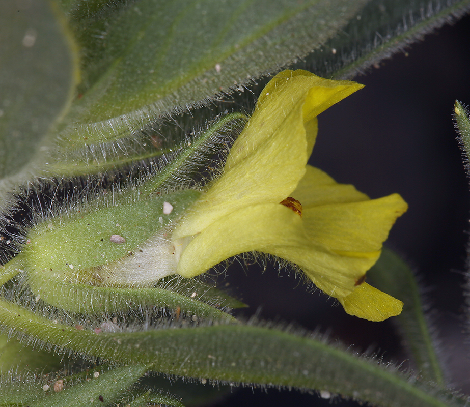 Image of <i>Mohavea breviflora</i>