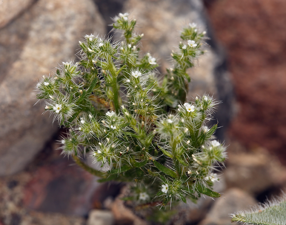 Слика од <i>Cryptantha costata</i>