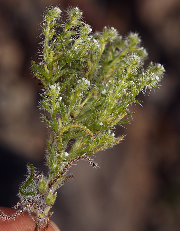 Слика од <i>Cryptantha costata</i>