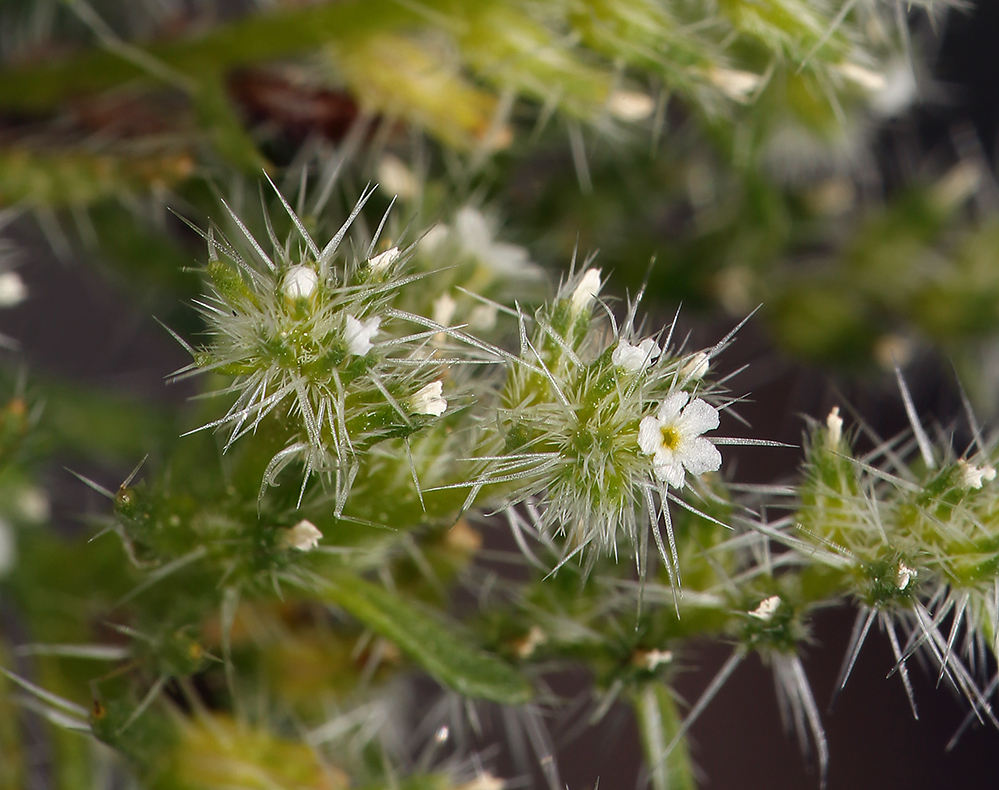 Слика од <i>Cryptantha costata</i>