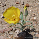 Image of goldenbowl mariposa lily