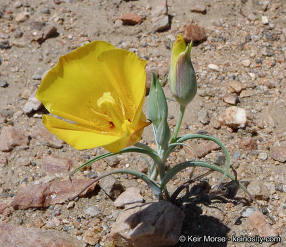 Image of goldenbowl mariposa lily