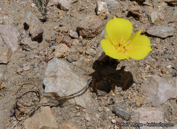 Image of goldenbowl mariposa lily