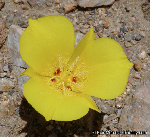 Image of goldenbowl mariposa lily