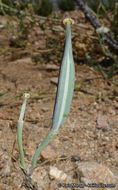 Image of goldenbowl mariposa lily