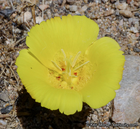 Image of goldenbowl mariposa lily