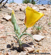 Image of goldenbowl mariposa lily