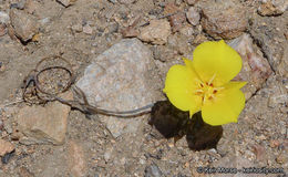 Image of goldenbowl mariposa lily