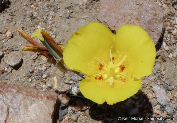 Image of goldenbowl mariposa lily