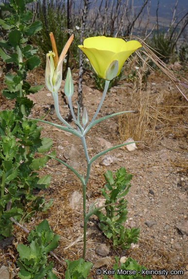 Image of goldenbowl mariposa lily