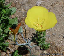 Image of goldenbowl mariposa lily