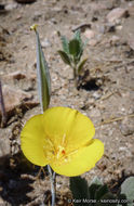 Image of goldenbowl mariposa lily