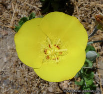 Image of goldenbowl mariposa lily