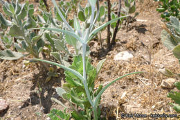 Image of goldenbowl mariposa lily