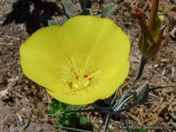 Image of goldenbowl mariposa lily