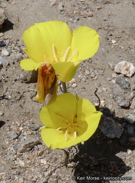 Image of goldenbowl mariposa lily