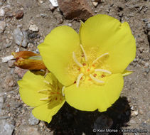 Image of goldenbowl mariposa lily