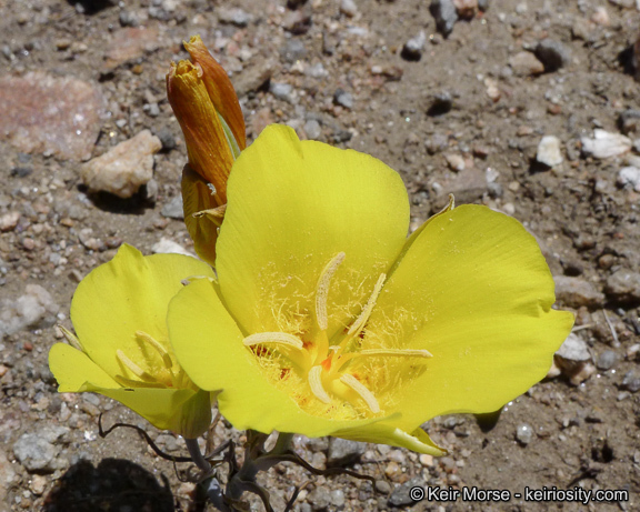 Image of goldenbowl mariposa lily