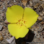 Image of goldenbowl mariposa lily