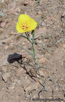 Image of goldenbowl mariposa lily