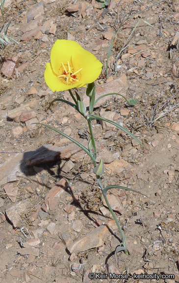 Image of goldenbowl mariposa lily