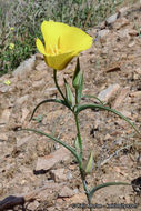 Image of goldenbowl mariposa lily